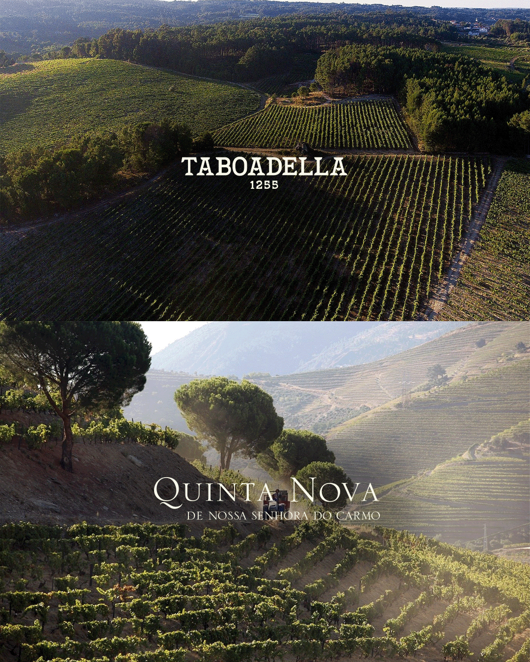 Taboadella-Quinta-Nova